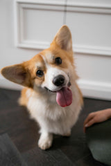 Corgi tilting head while owner talks