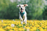 The eco-conscious pet parent’s guide: how to lower your pet’s carbon pawprint in 2026